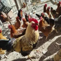 مرغ و خروس محلی گلپایگان