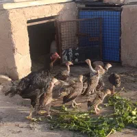 جوجه بوقلمون محلی