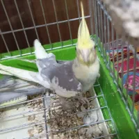 فروشی|پرنده|هشتگرد, شهرک راه آهن|دیوار