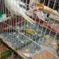 عروس هلندی کار داده