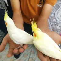 عروس هلندی زیبا وسالم..