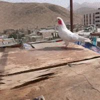 کفتر خوب پرشی شکار