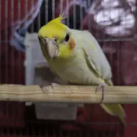عروس هلندی لوتینو همراه با قفس. چشم شرابی. نر. سخن
