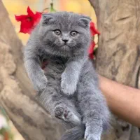 گربه بریتیش و اسکاتیش
