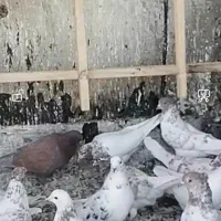 گرگی کاکولی