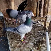 کفتر|پرنده|بیرجند, |دیوار