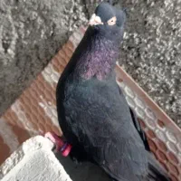 موتور سیا  جلد اهواز