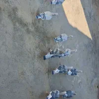 شامی مگس‌کاکل