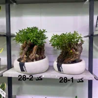 فروش انواع بنسای گیاه کادویی،هدیه ارسال از اصفهان|گل و گیاه طبیعی|تهران, آرژانتین|دیوار