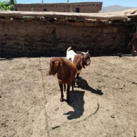 بز نر
