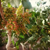 هرس و تمامی خدمات باغداری|خدمات باغبانی و درختکاری|داراب, |دیوار