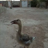 جوجه غاز