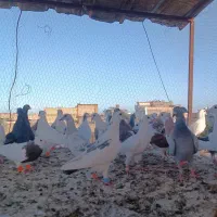 چخ کفتر بوم وحشی