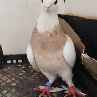 کبوتر
