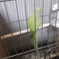 جفت ملنگو مولد  معاوضه با گرینچیک یا شاه طوطی|پرنده|ساری, |دیوار