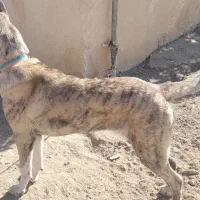 سگ نگهبان|سگ|بروجرد, |دیوار