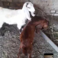 بزغاله پاکستانی اصل خوراک خور شیر مست