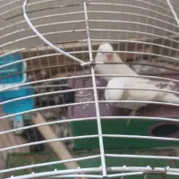 مرغ عشق جفت