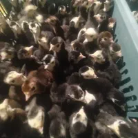 جوجه بوقلمون نژاد بلک