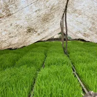 توم نشا هاشمی درجه یک|خدمات باغبانی و درختکاری|لشت نشا, |دیوار