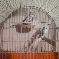 یک جفت عروس هلندی جوان آلبنو دوکت|پرنده|تهران, سازمان برنامه جنوبی|دیوار