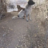 ی جفت نر وماده فروش فوری