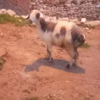 شیشک|حیوانات مزرعه|مسجد سلیمان, |دیوار