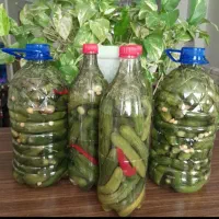 خیارشور ترشی کلم