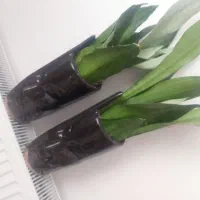 گل سانسوریا نئونی همراه با گلدان