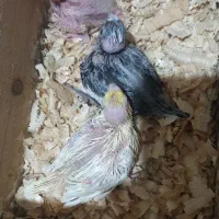 جوجه عروس سرلاکی|پرنده|کوچصفهان, |دیوار