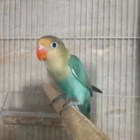 گرینچیک نرکوتوله جفت باجوجه نرماده تک باضمانت کتبی|پرنده|مشهد, عبادی|دیوار