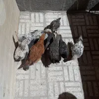 فروش ۱۰ عدد جوجه گلپایگانی