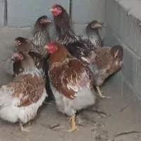 مرغ وخروس ویاندوت|حیوانات مزرعه|خسروشاه, |دیوار