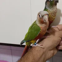 طوطی گرینچیک