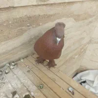 کبوتر راعبی|پرنده|قم, بکایی|دیوار