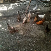 مرغ تخمگذارلهستانی(پاپر)مولدتخمگذارگلپایگان جوان