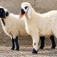 قصابی شبانه روزی