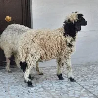 بره عربی|حیوانات مزرعه|اهواز, زیتون کارمندی|دیوار