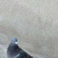 یکجفت کلاغ گوک وماده پلاکی|پرنده|کرمان, |دیوار