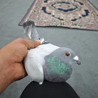 پلاکی کبوتر