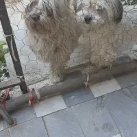 واگذاری سگ جفت|سگ|محمدیه-قزوین, |دیوار