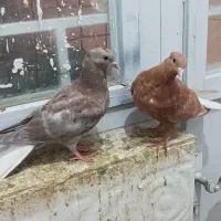 دمسفید کلاغ کاکلی طوقی ابلق دمسفید|پرنده|چناران, |دیوار