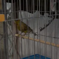 قناری نر بخوان چمن