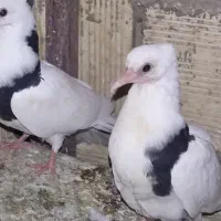 فروش کبوتر کشتنی شکار