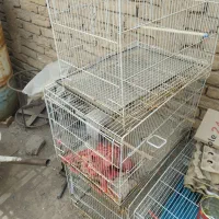 قفس پرنده