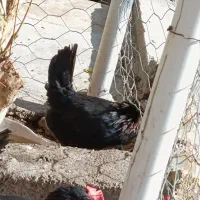 مرغ محلی اصل|حیوانات مزرعه|بیستون, |دیوار