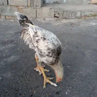 فروش خروس دو رگ|حیوانات مزرعه|پاوه, |دیوار