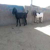 بزغاله پاکستانی