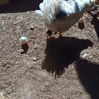 مرغ کرچ گلین با جوجه