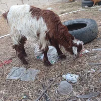 کهره نرپرواری